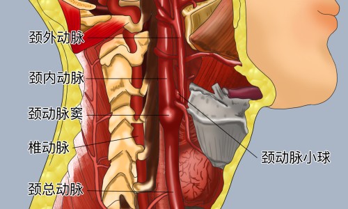 安替比林的功效和作用-安替匹林作用网 - 网站提供安替比林百度百科小常识、安替比林是什么药