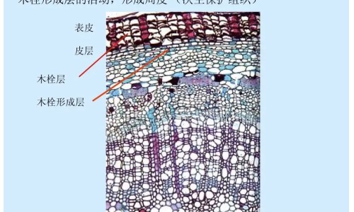 安替匹林作用网 - 网站提供安替比林百度百科小常识、安替比林是什么药